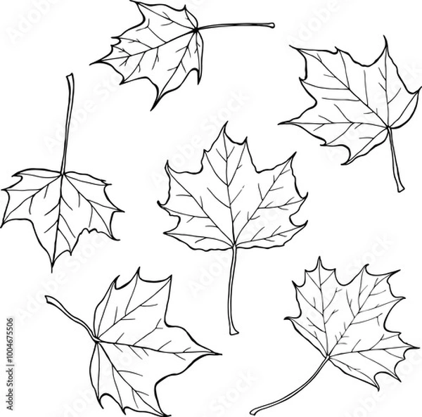 Obraz Hand drawn Maple leaves vector set in line art style isolated on a white background.