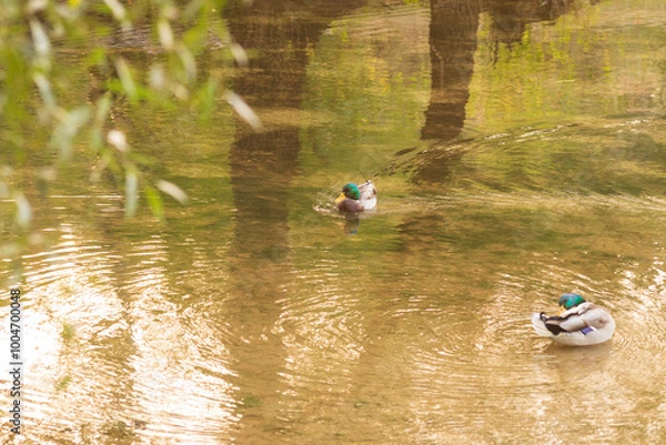 Obraz duck in the water