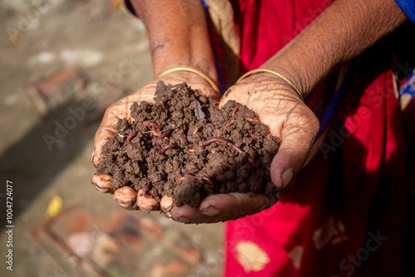 Fototapeta A rural woman trader displays vermicompost fertilizer in her palm.