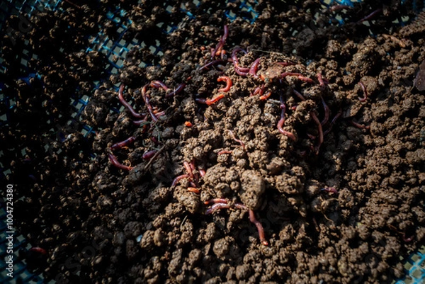 Fototapeta Close up views of processing organic vermicompost fertilizer.