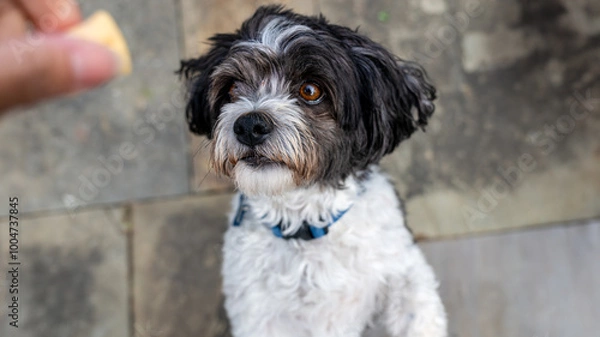 Obraz Dog looking at treat