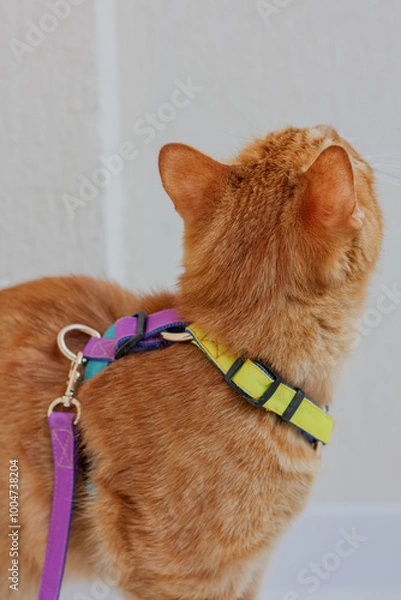 Fototapeta A curious orange cat wearing a colorful harness while exploring indoors in soft lighting