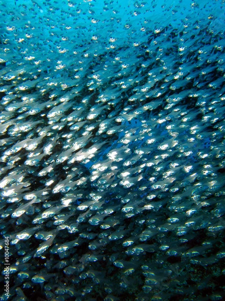 Obraz スカシテンジクダイ