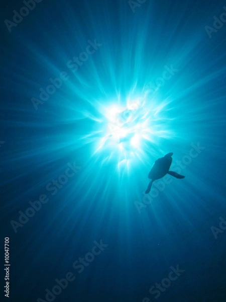 Obraz カメ太陽ゆらぎ