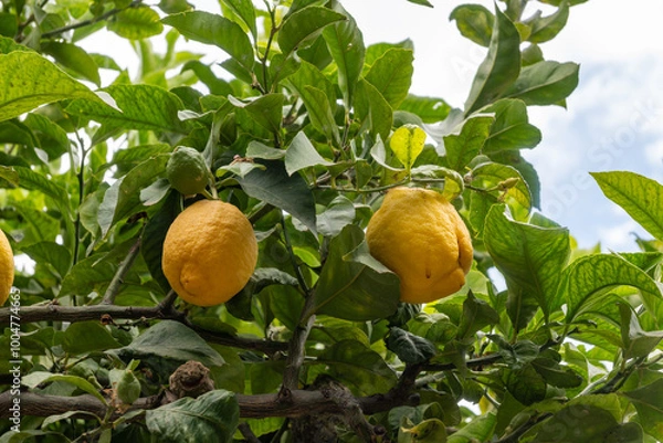 Obraz Ripe yellow lemons citrus fruits hanging on tree ready to harvest