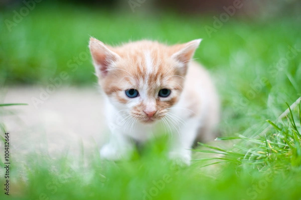 Obraz New born kitten sitting on the grass looking sad and lonely