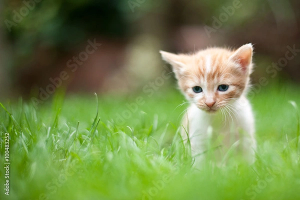 Obraz Sad lonely kitten