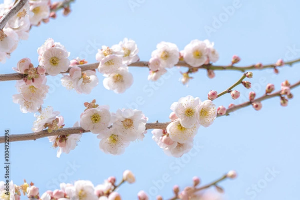 Fototapeta 青空を背景に咲く白い梅の花の枝
