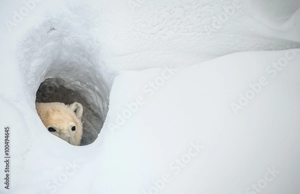 Obraz Niedźwiedź polarny wygląda ze śnieżnej jaskini