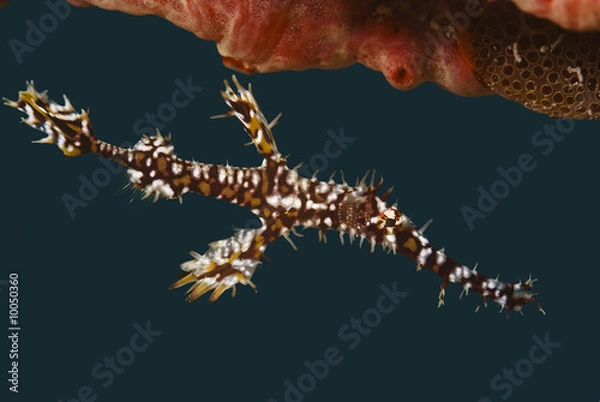 Obraz Geisterfetzenfisch