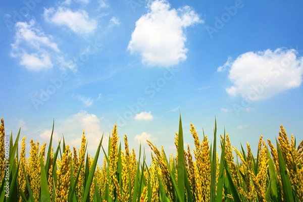 Obraz Paddyfield under sky