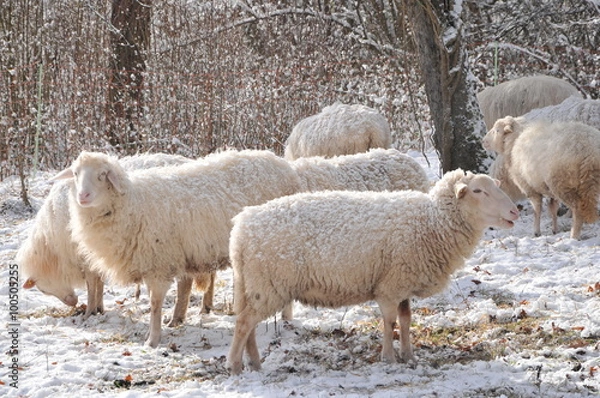 Obraz many sheep at winter
