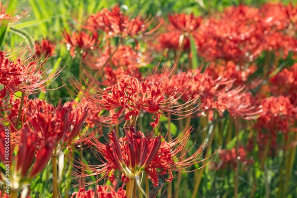 Fototapeta 満開の彼岸花