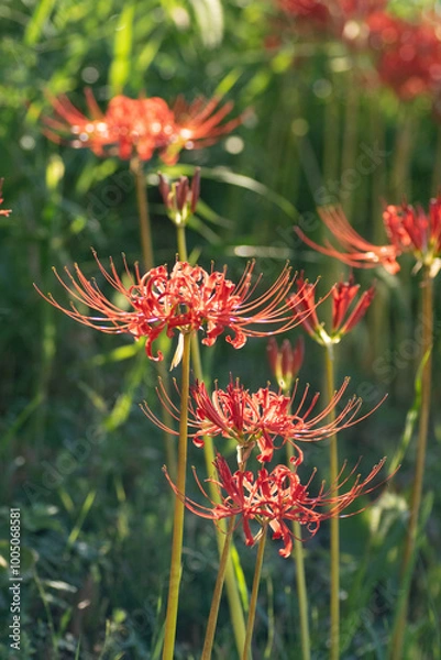 Fototapeta 赤い彼岸花