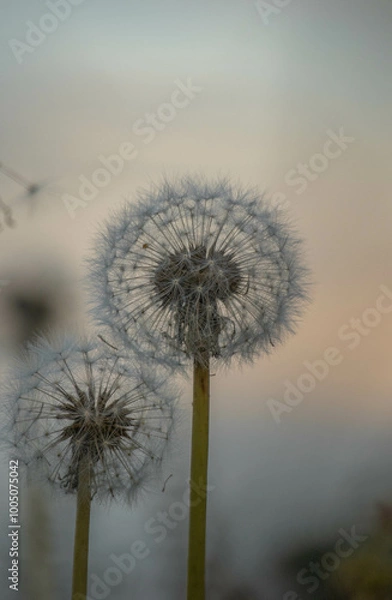 Fototapeta Diente de leon