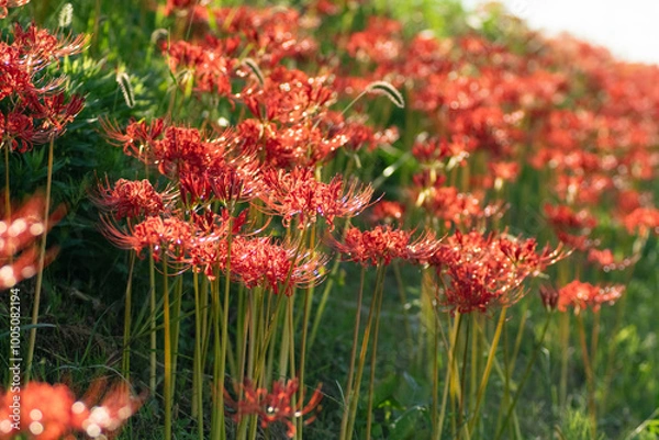 Fototapeta 満開の彼岸花