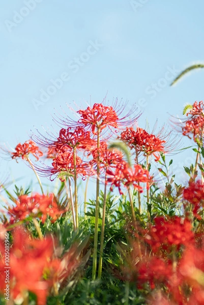 Fototapeta 満開の彼岸花