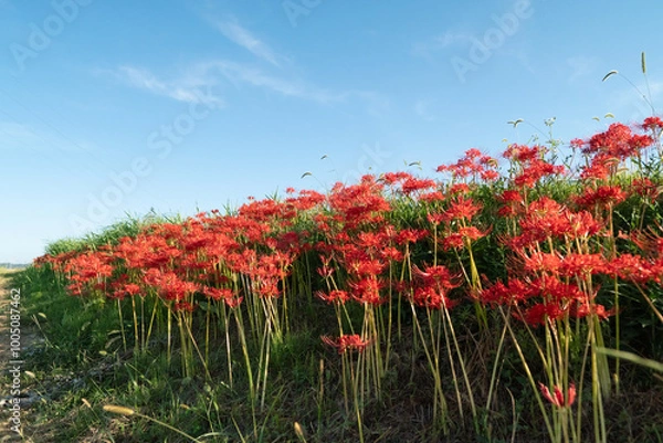 Fototapeta 秋と彼岸花