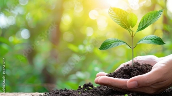 Fototapeta Nurturing a Young Plant in a Hand