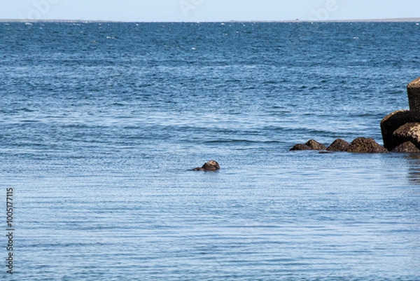 Obraz 納沙布岬　野生のラッコ