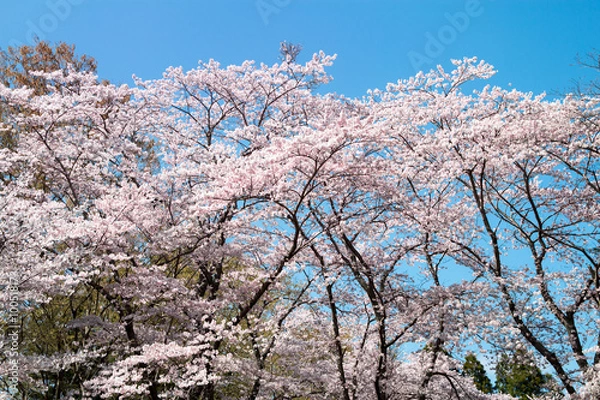 Obraz 満開の桜