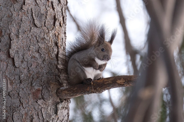 Obraz squirrel on a tree