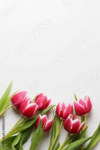Obraz Tulipanki