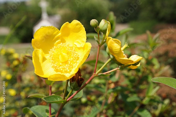 Obraz la fleur jaune