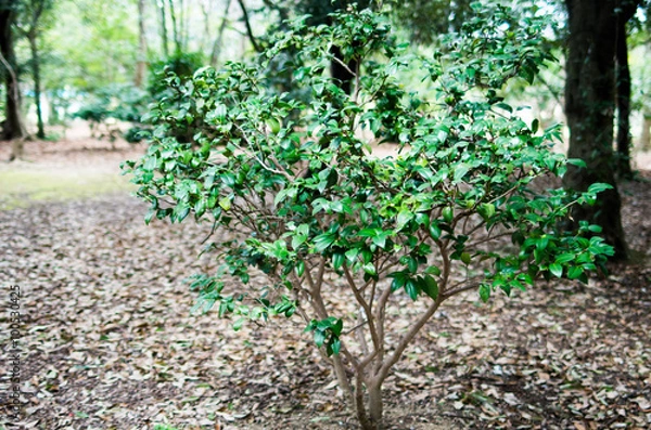Fototapeta Camellia tree