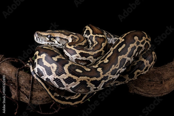 Obraz Python molurus bivittatus isolated on black background, Burmese python snake on branch, non-venomous snake	