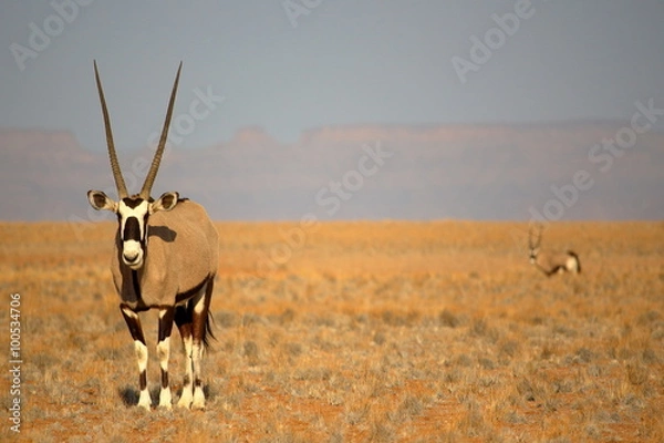 Obraz Oryx near Sossusvlei, Namibia. Gemsbok antelope (Oryx gazella) in the Namib savannah, near Sossusvlei, Namibia, Africa.