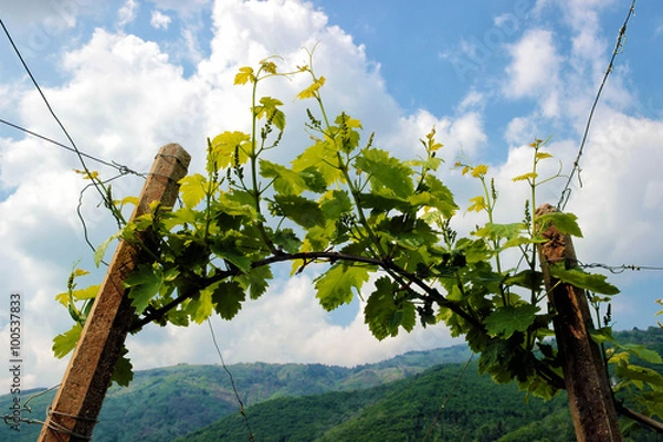 Obraz Rows of vines in the hills of Prosecco in Valdobbiadene, Italy