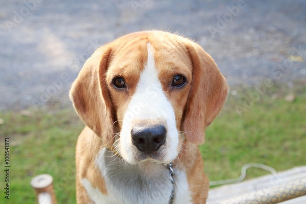 Obraz nice beagle dog boy looking