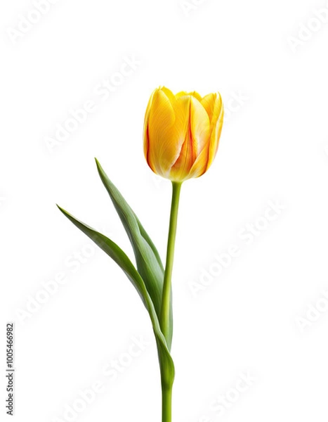 Obraz Cute isolated yellow tulip