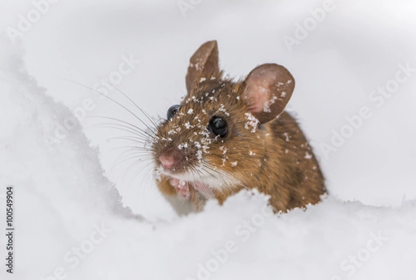 Obraz Wood mouse