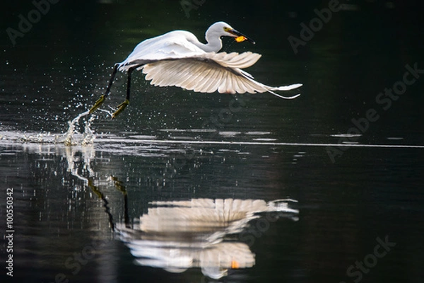 Obraz White heron eating koi fish while flying