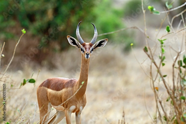Fototapeta African gazelle gerenuk