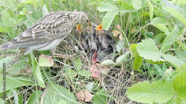Obraz Skylark (Alauda arvensis)