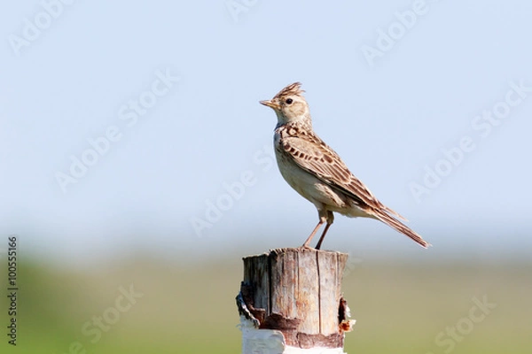 Obraz Skylark (Alauda arvensis)