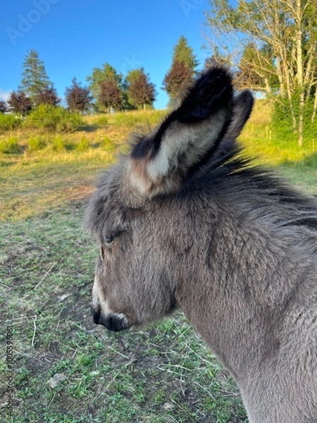 Obraz donkey in the field