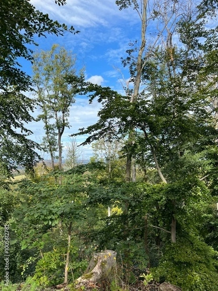 Obraz forest in the mountains