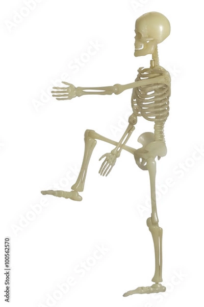 Fototapeta Human Skeleton / Human Skeleton on white background.