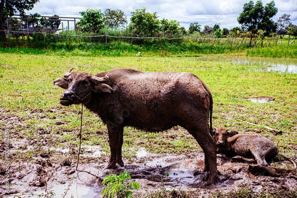 Fototapeta water buffalo
