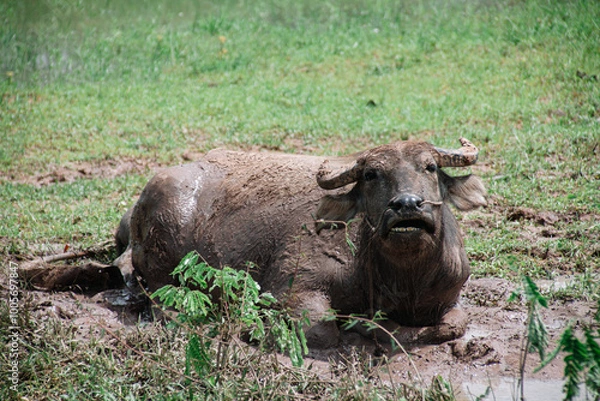 Fototapeta water buffalo