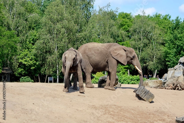 Obraz Beekse Bergen Olanda