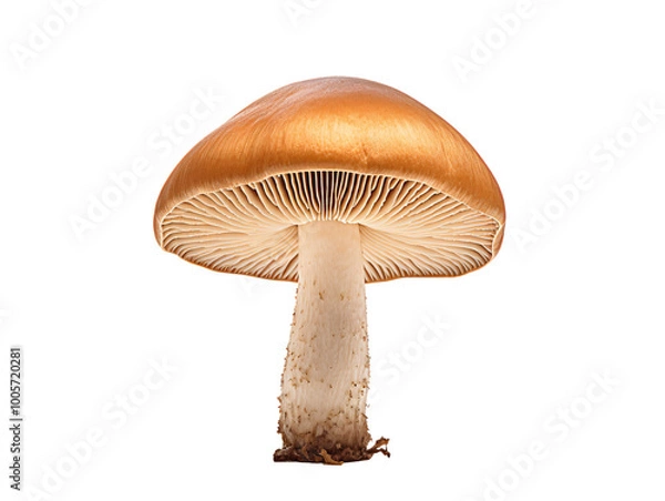 Fototapeta a mushroom with a brown cap