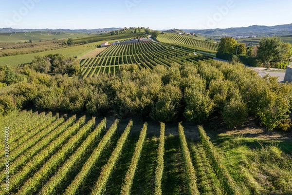 Obraz Landscape of Langhe and Monferrato vineyards