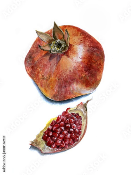 Obraz Realistic watercolor sketch of the pomegranate and separate the slice