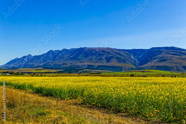 Obraz Yellow canola fields with Langeberg mountains in the background near Swellendam, Western Cape South Africa