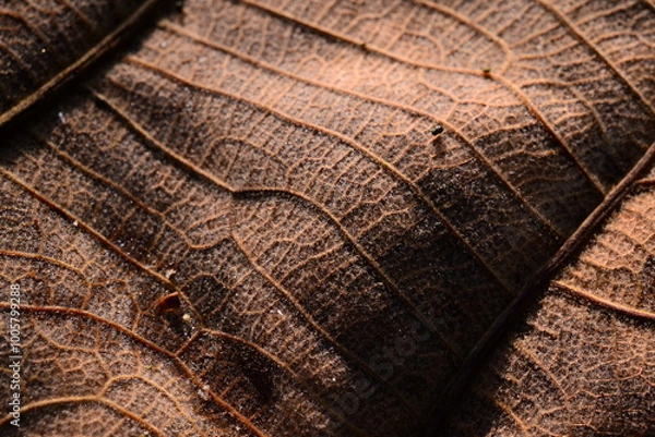 Fototapeta wood texture